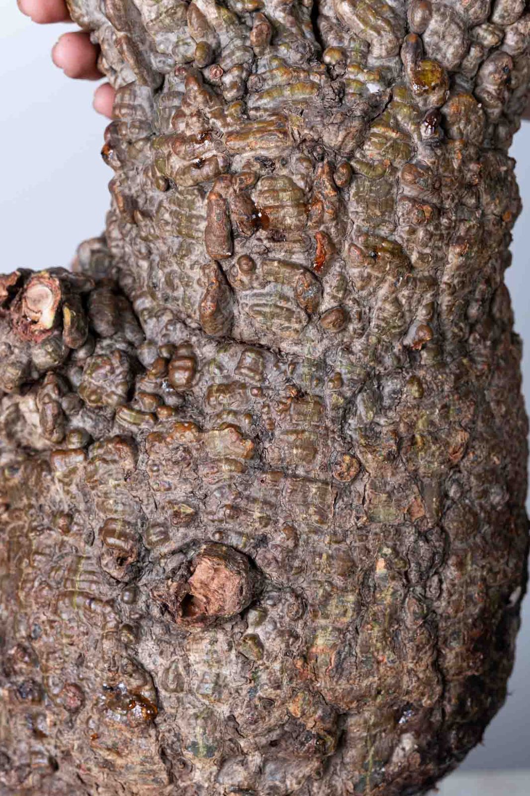 NP147 オペルクリカリア パキプス コーデックス ベアルート株