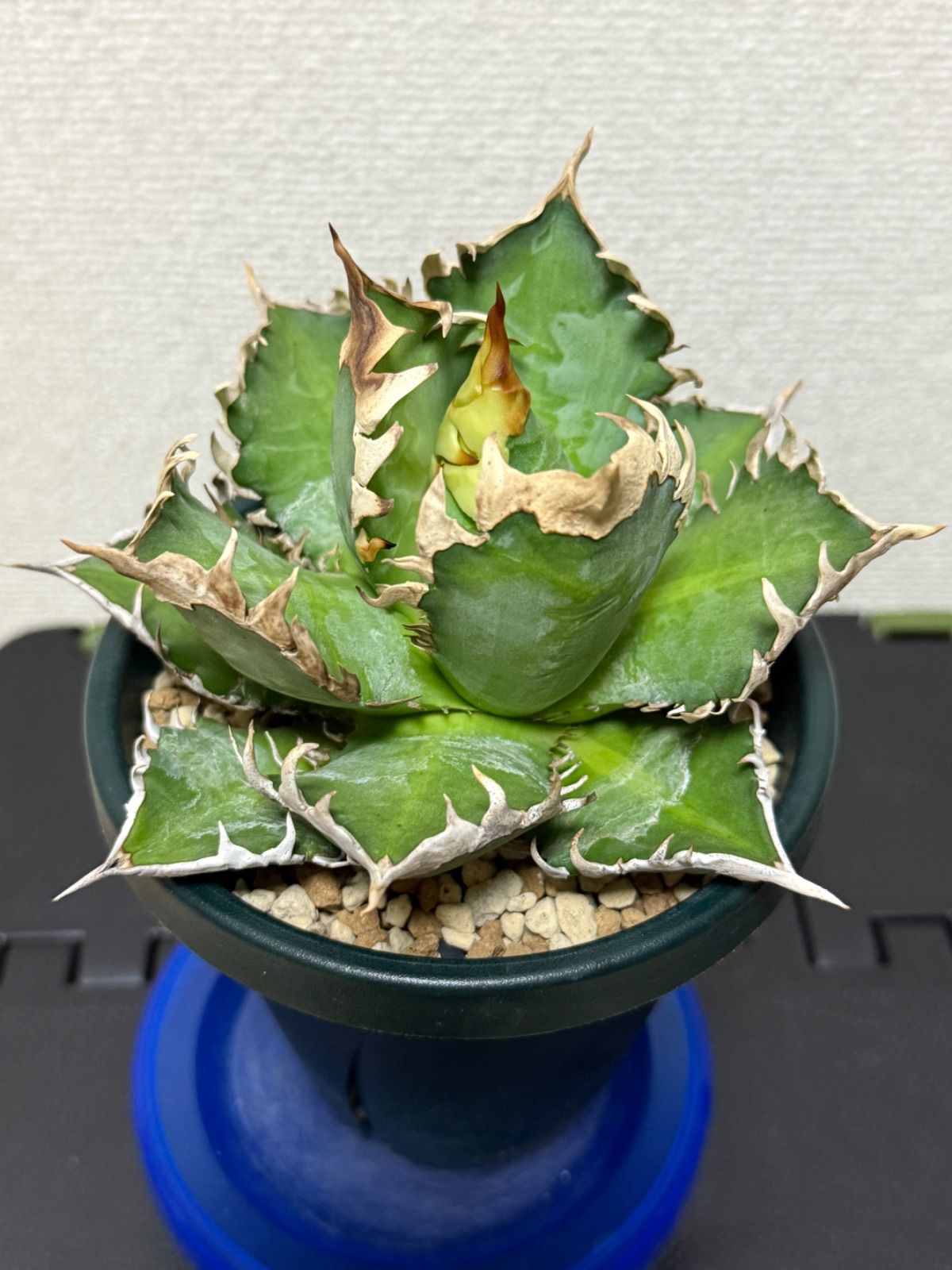 いちご好きなうさぎちゃん アーティストベア 海外作家様 ハンドメイド