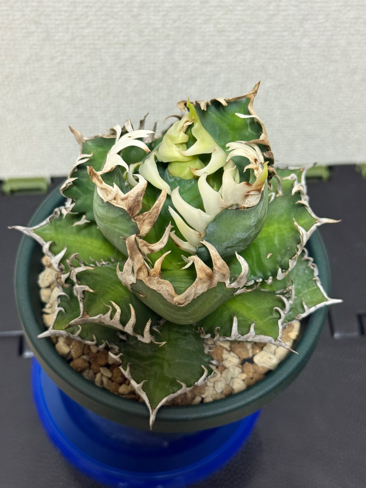 多肉植物アガベ チタノタ 特選レッドキャットウィーズル⁄赤猫 極上大