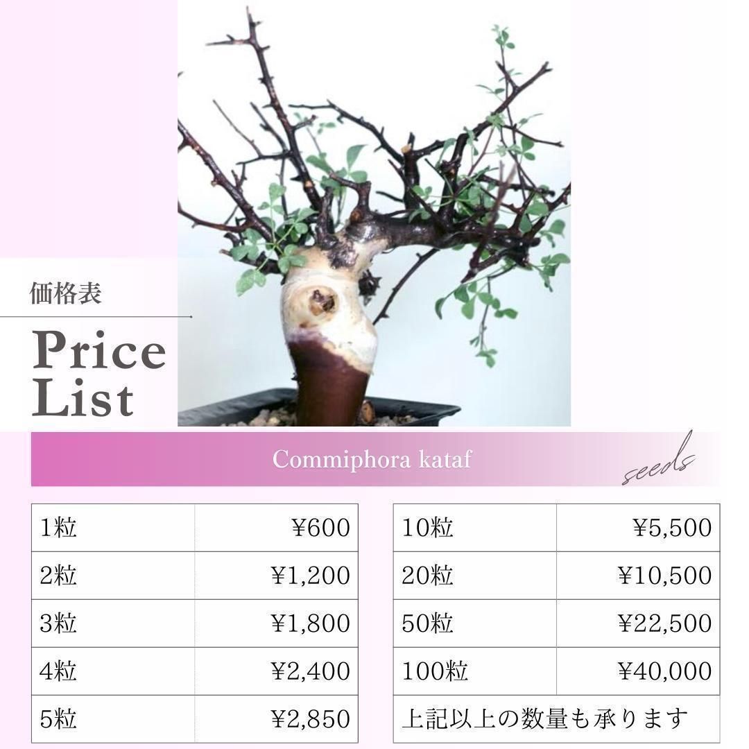 【セール】コミフォラ　シヌアタ　No.001　鉢、送料込　メルカリ便 セール】コミフォラ シヌアタ No.001 鉢、送料込 メルカリ便 セール