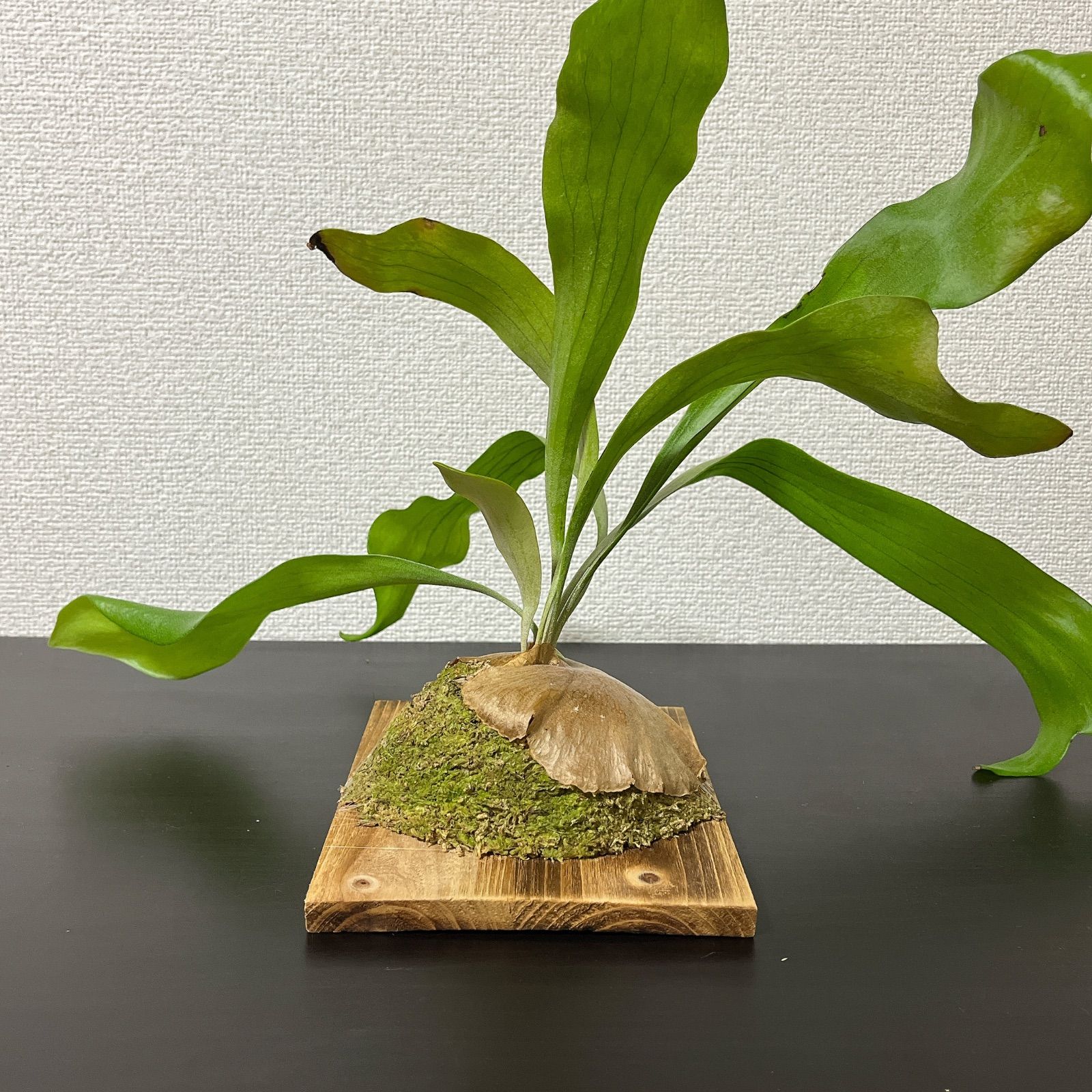 観葉植物 ビカクシダ ビフルカツム ネザーランド 001