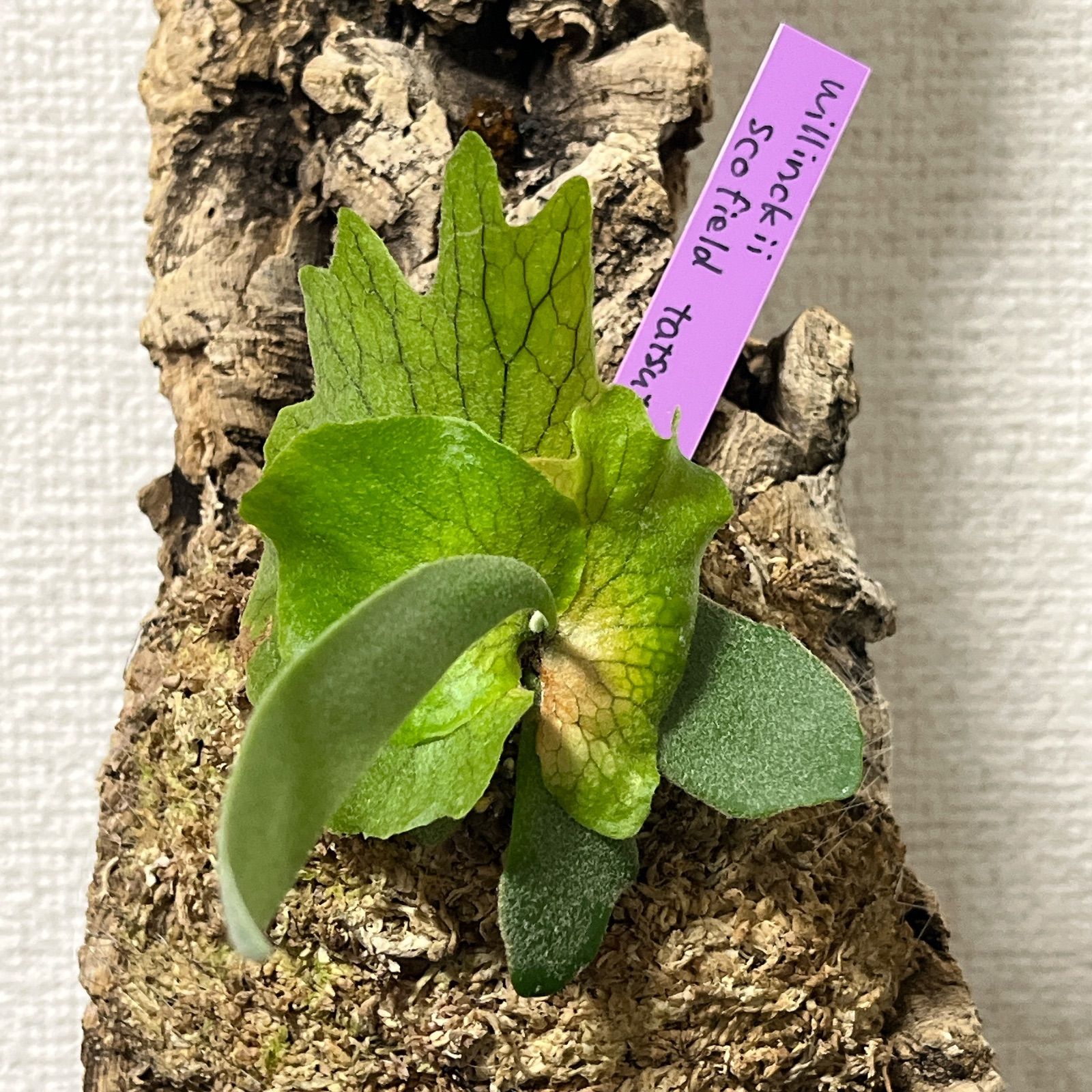 ビカクシダ ウィリンキー スコフィールドタツタ