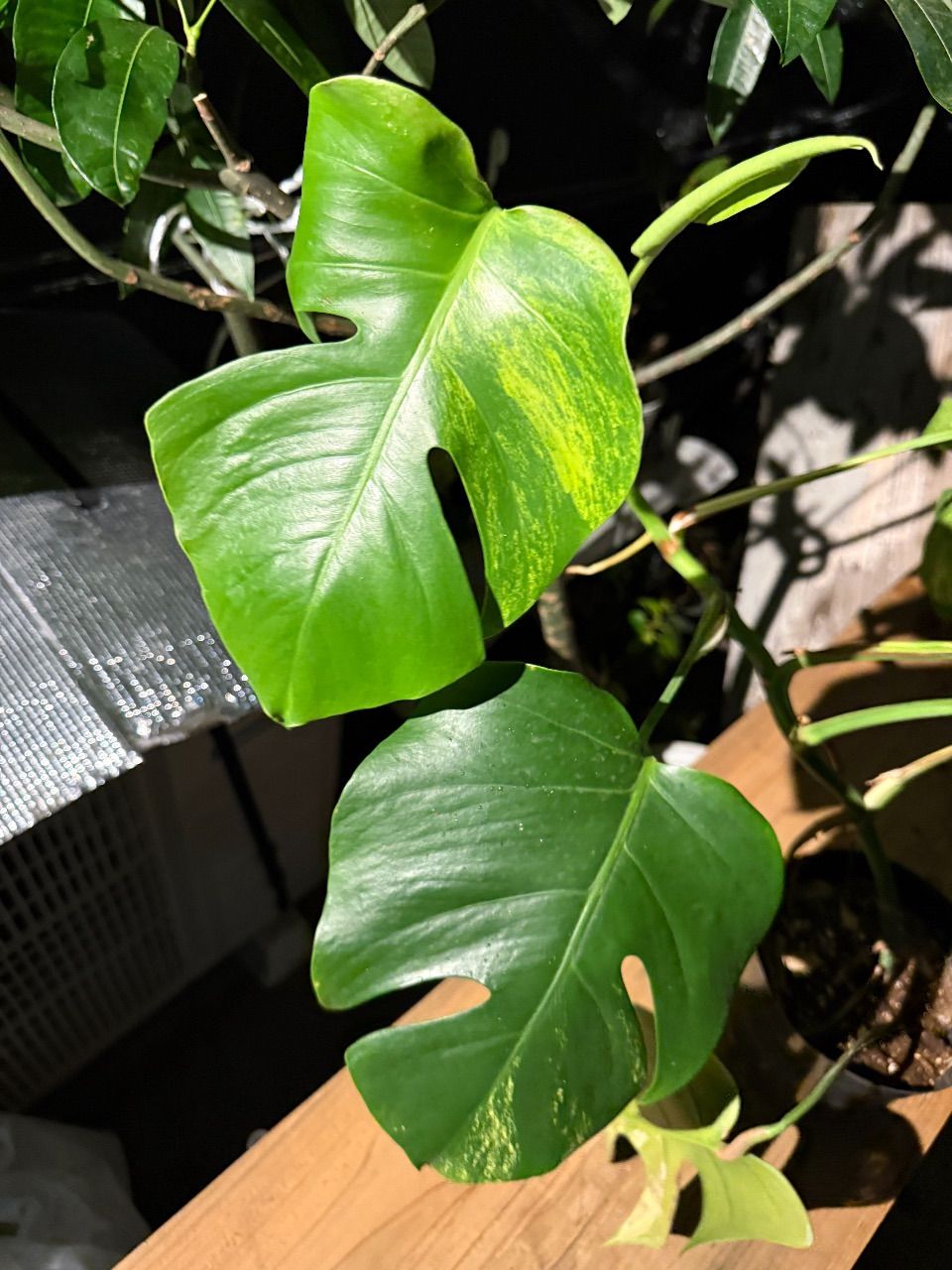 ☆超レア☆ モンステラ オーレア クリアランス