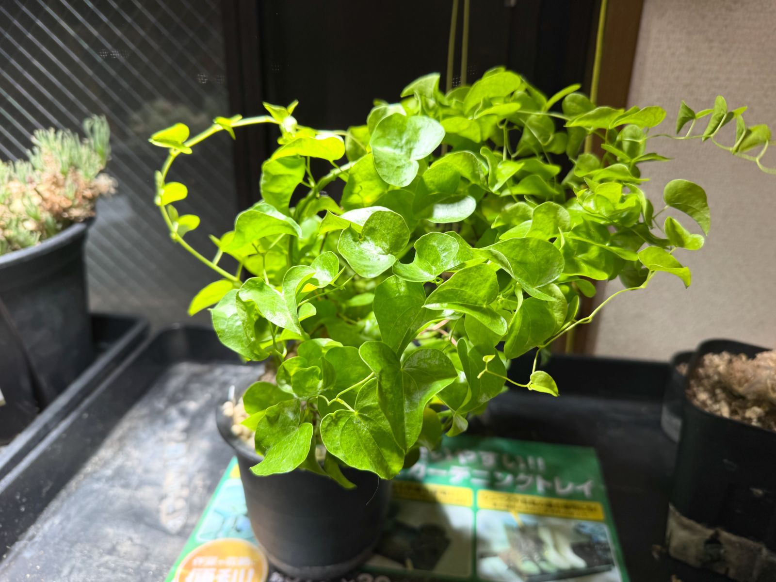 エレファンティぺス 亀甲竜