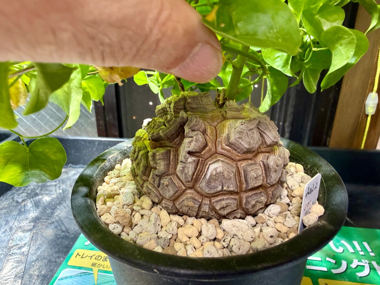  ディオスコ エレファンティぺス 亀甲竜 実生 01 塊根植物 コーデックス 観葉植物