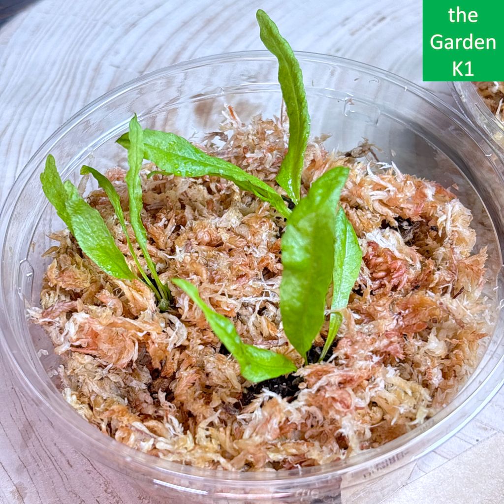 ドリナリア2種セット DQR003 - メルカリ