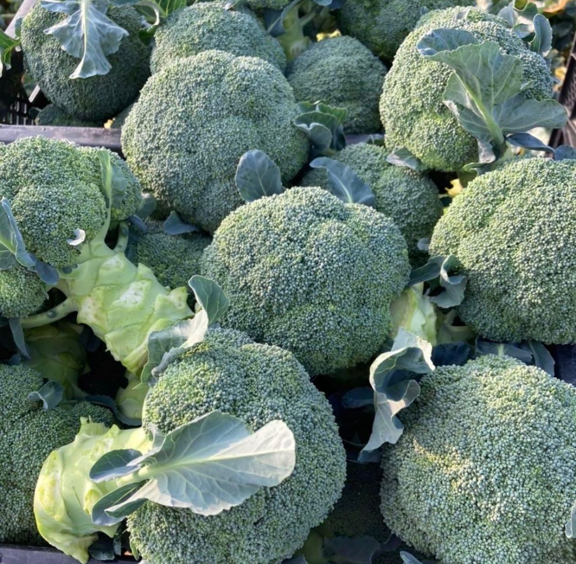 風水開運神仏絵画 願い叶える弁財天と龍神三つ鱗サラスヴァテイー