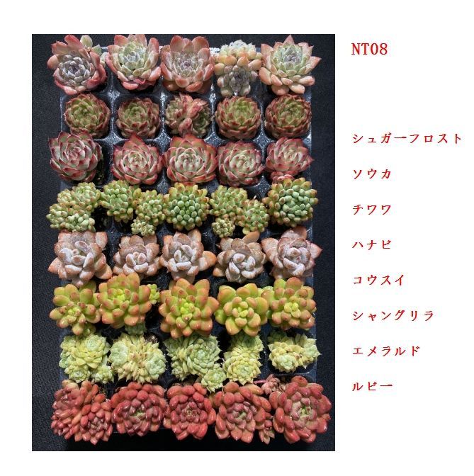 マーミ様 専用 2024 マーミ様専用