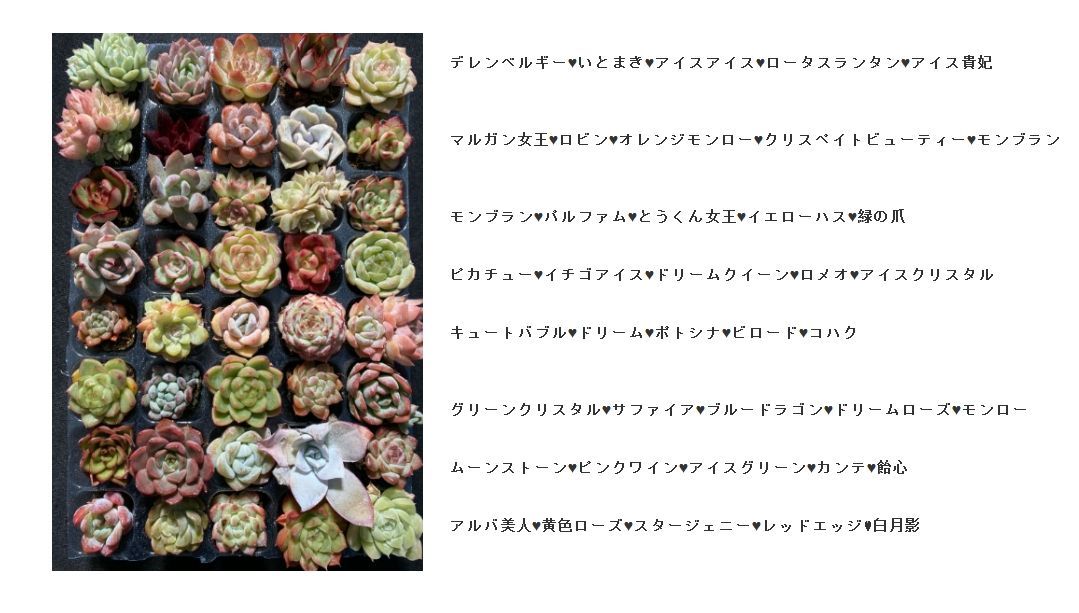 マーミ様 専用 2024 マーミ様専用