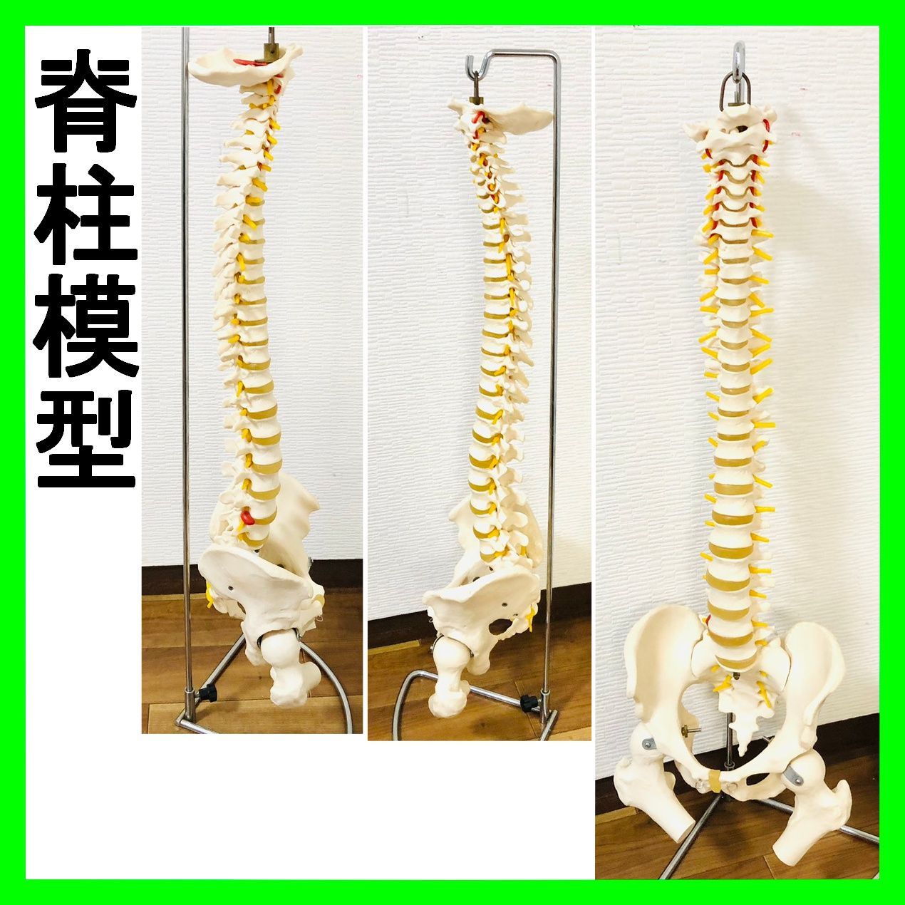 【美品】ドイツ製 脊柱模型 3B社 骨格模型スタンド付 脊柱 椎骨 動脈 神経付 脊柱模型 スタンド付き 3B Scientific 脊柱模型 スタンド付 人体模型