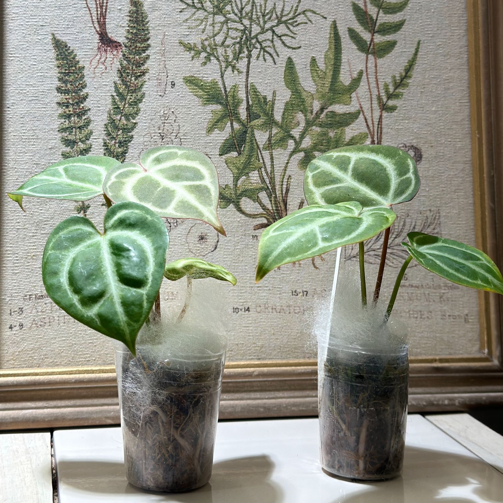 アンスリウム 4鉢セット フーケリー斑入り×ブラックドラゴン