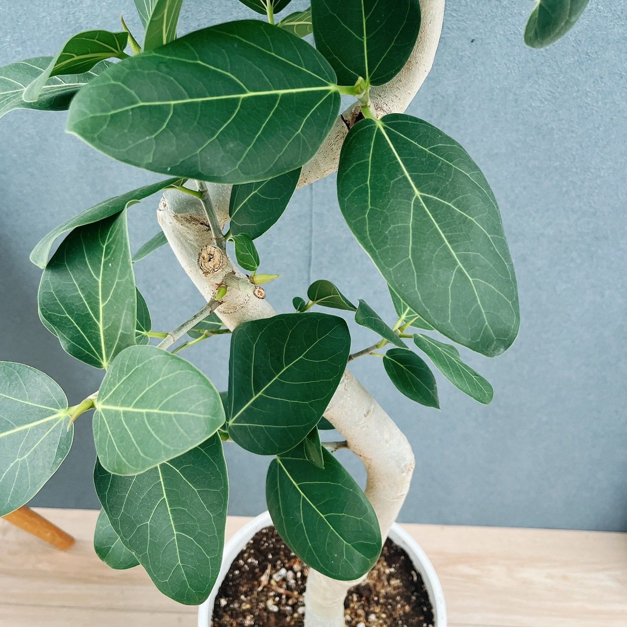 現品］☆おすすめ☆ 9番 フィカス ベンガレンシス 曲がり 8号 観葉植物