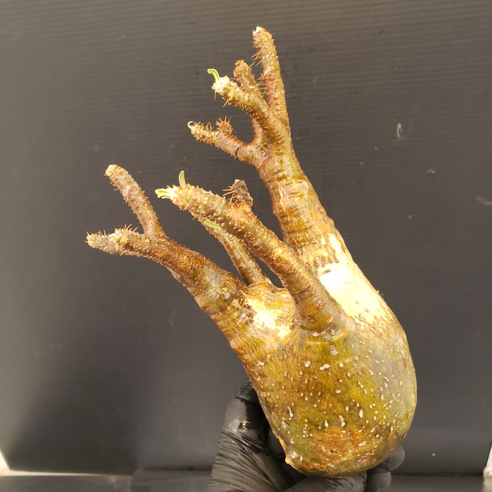 B390【最新到着】Pachypodium グラキリス（MS）（現地球・抜き苗