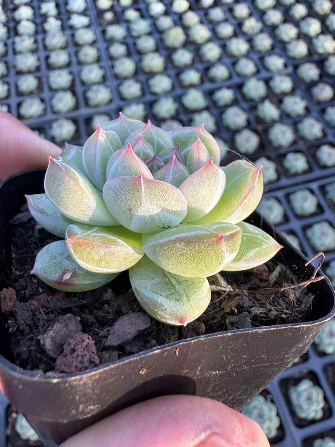 XJB637 セッカジェニー 韓国苗 多肉植物 抜き苗 エケベリア 即購入可 1