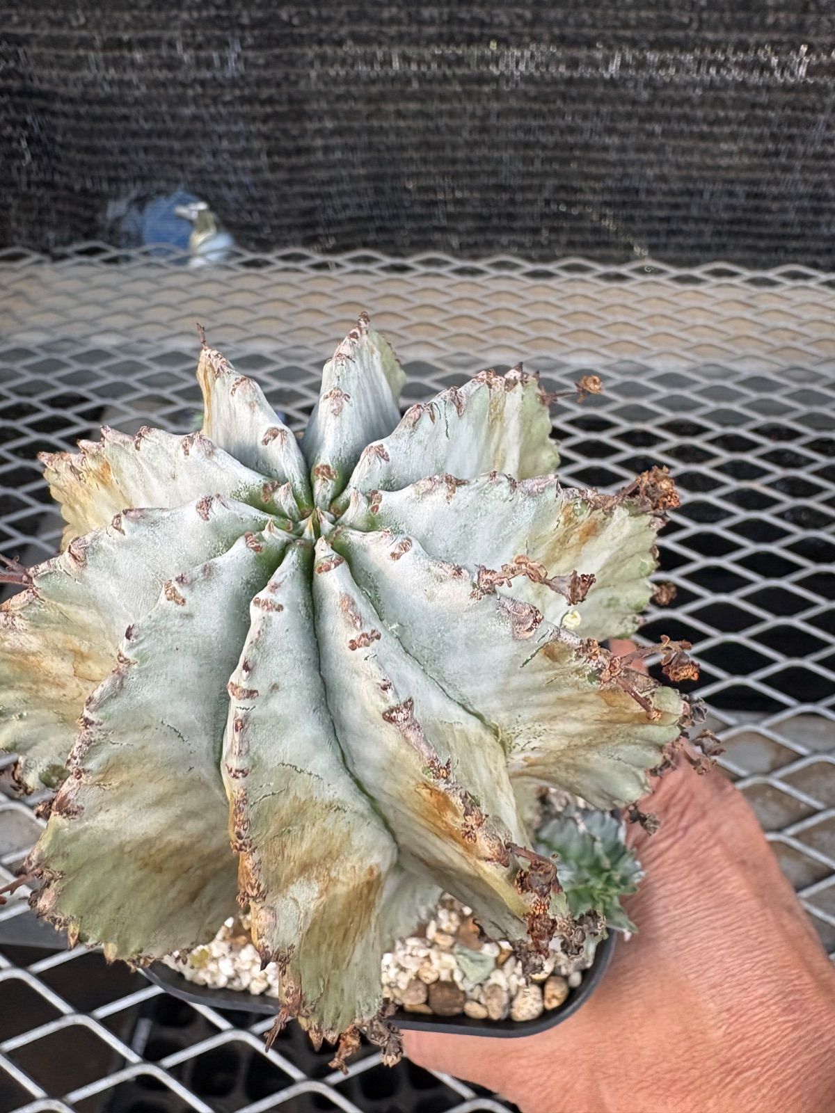 ユーフォルビア ホリダ 大② ラスト一株 