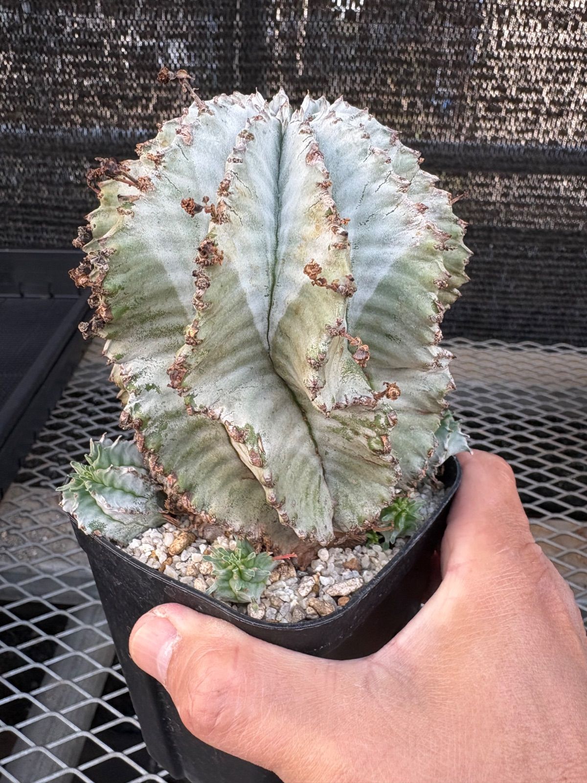 ユーフォルビア ホリダ 大② 大特価】ホワイトゼブラ 白衣