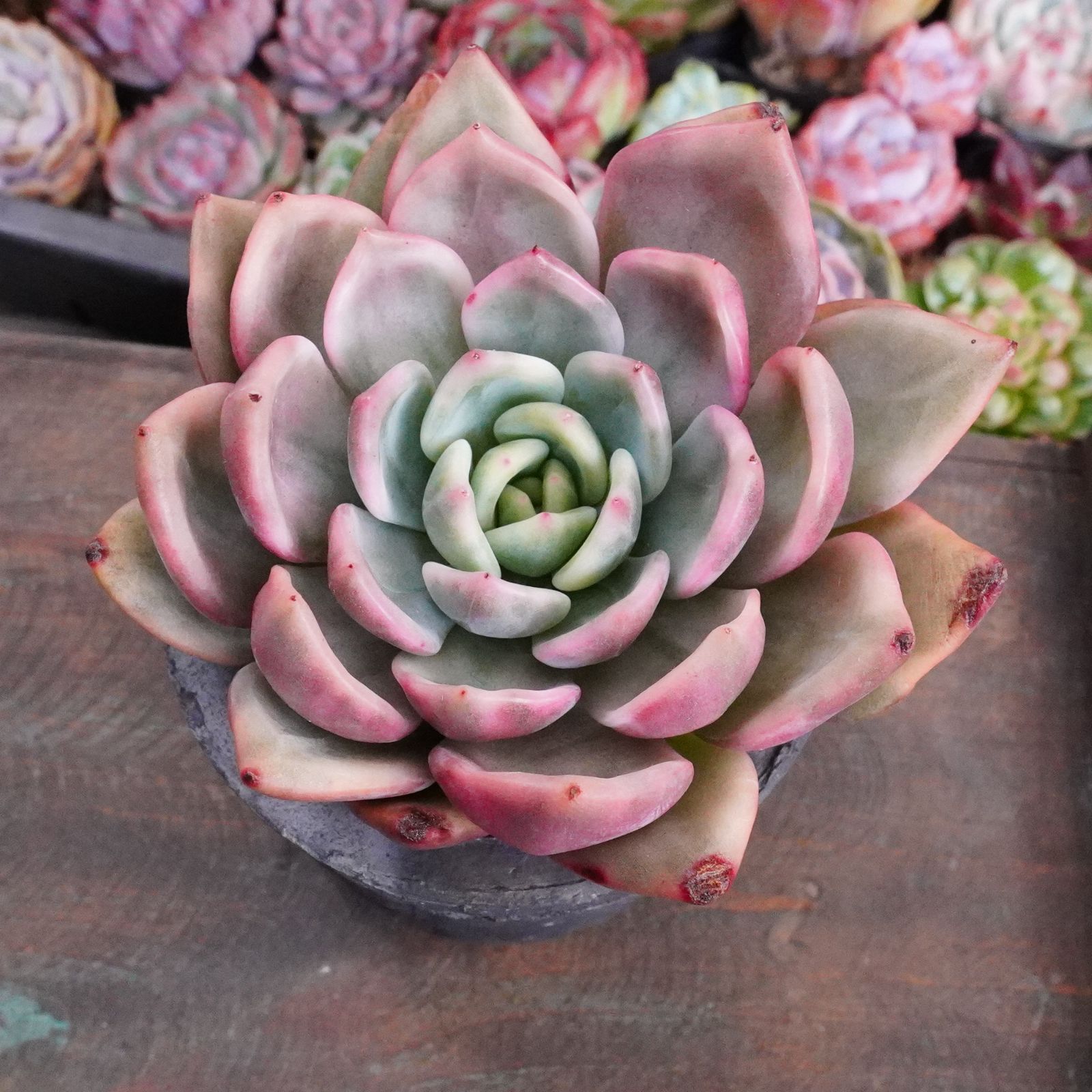 再入荷※【ピンクシャンペーン錦 1 】エケベリア 韓国多肉 斑入り 激