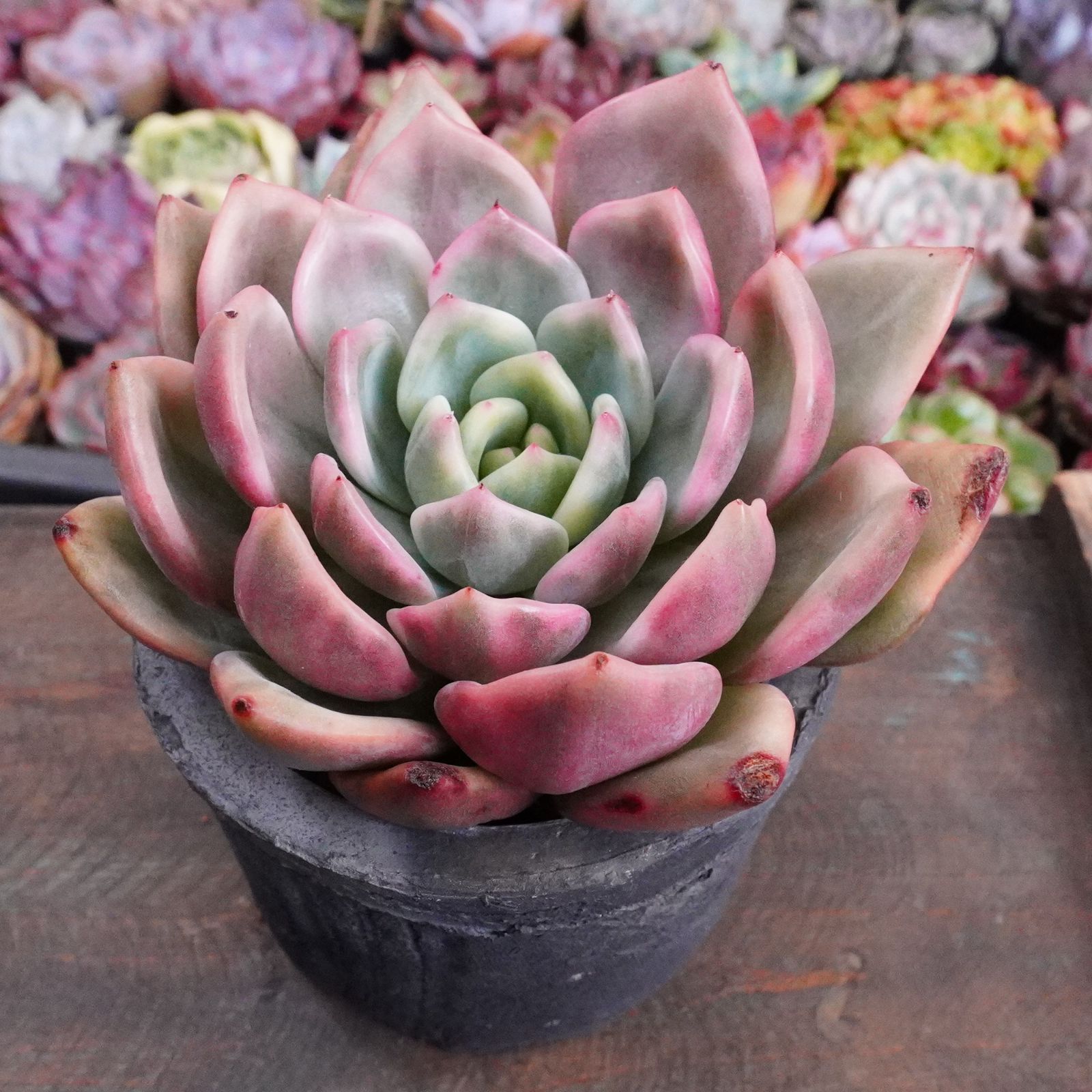 再入荷※【ピンクシャンペーン錦 1 】エケベリア 韓国多肉 斑入り 激