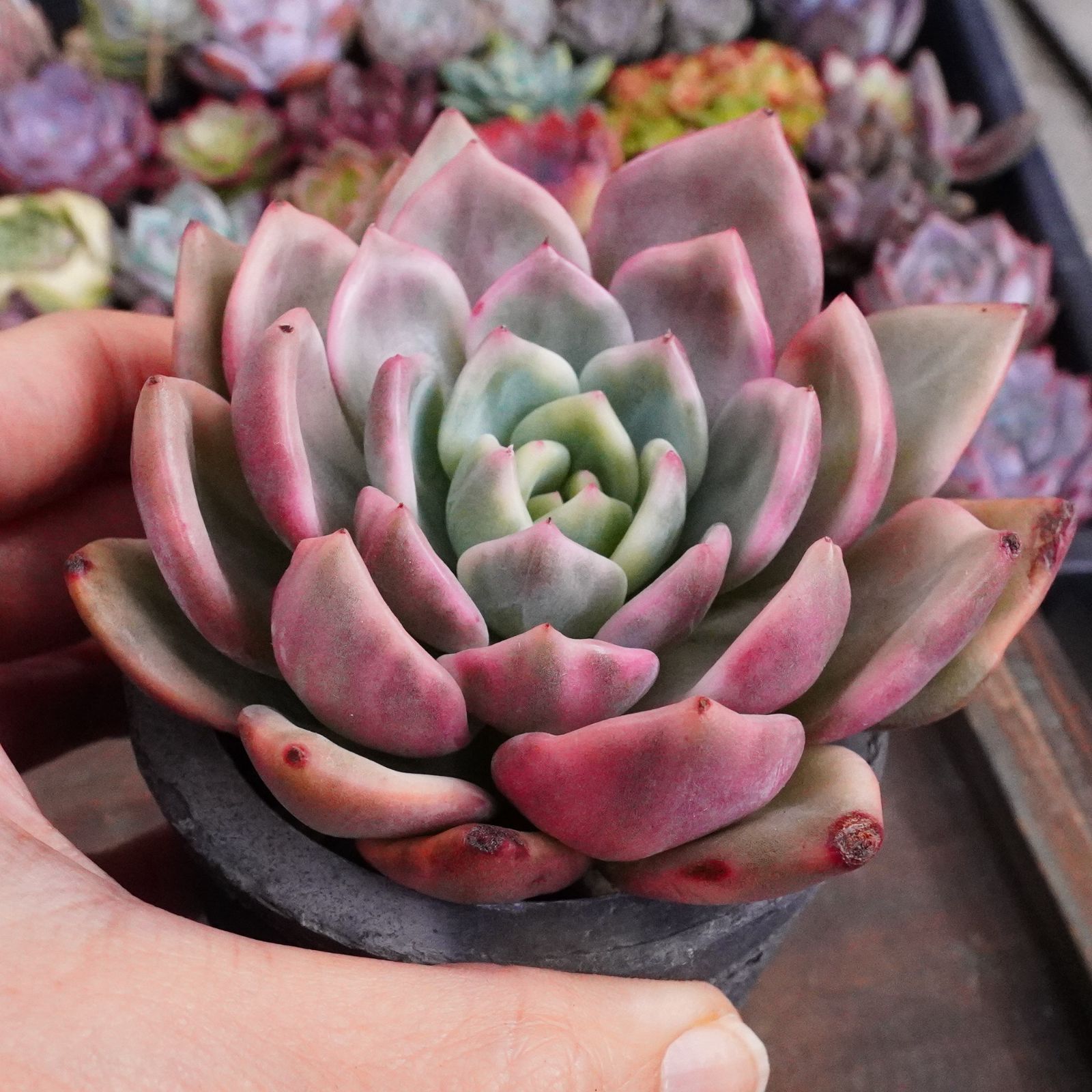 再入荷※【ピンクシャンペーン錦 1 】エケベリア 韓国多肉 斑入り 激