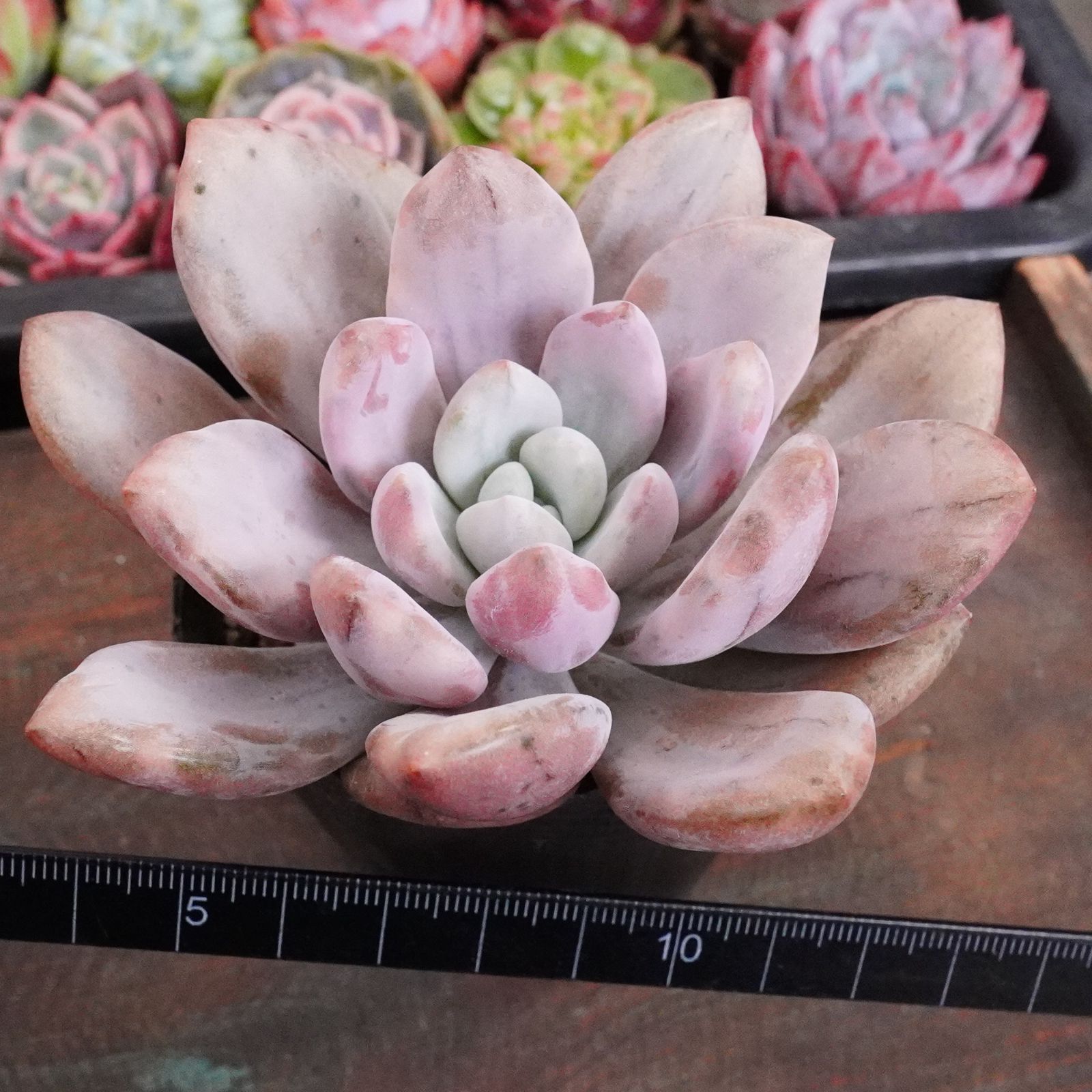 BLACKFRIDAY15%OFF！【オパリナ錦 2】斑入り グラプトベリア 人気 韓国