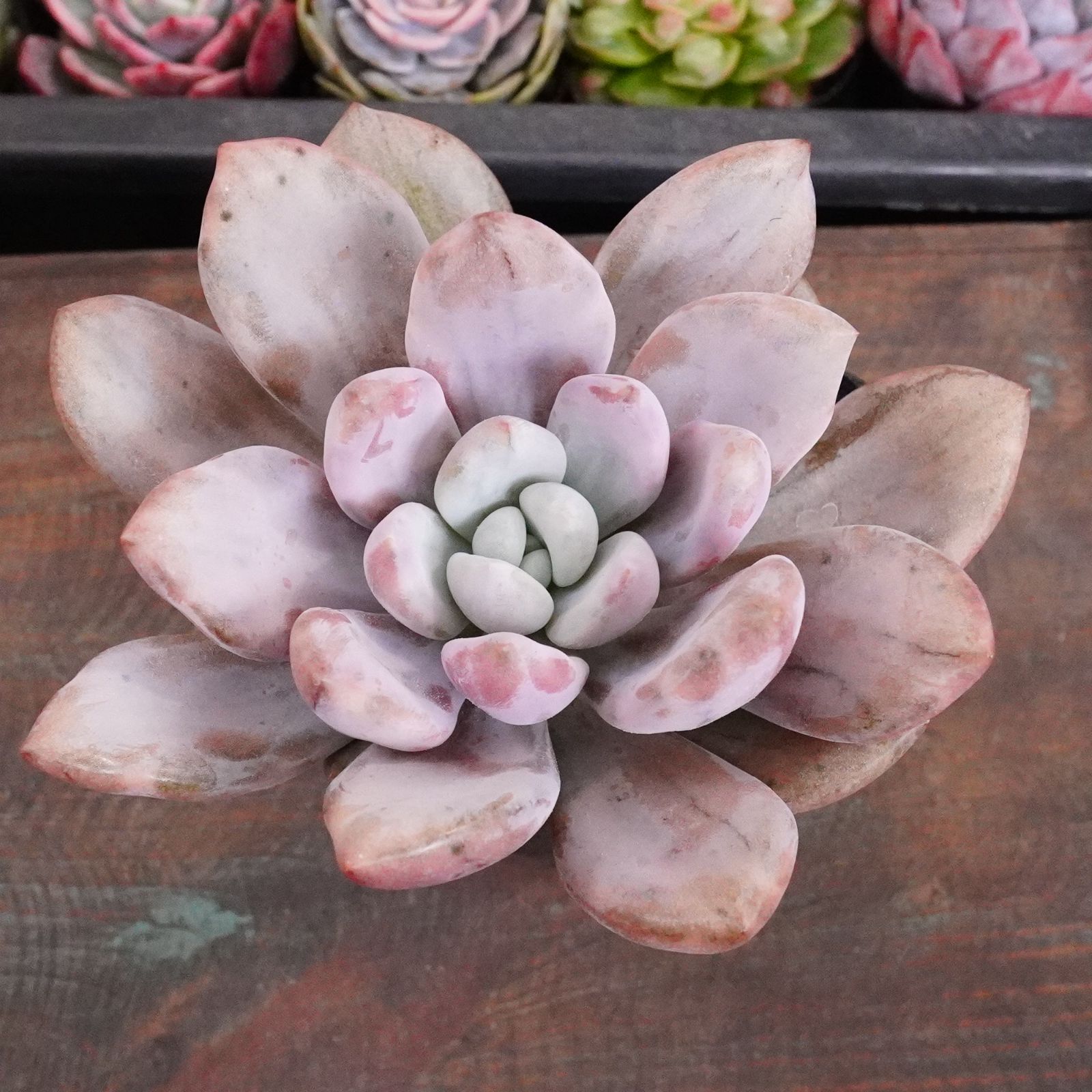 BLACKFRIDAY15%OFF！【オパリナ錦 2】斑入り グラプトベリア 人気 韓国