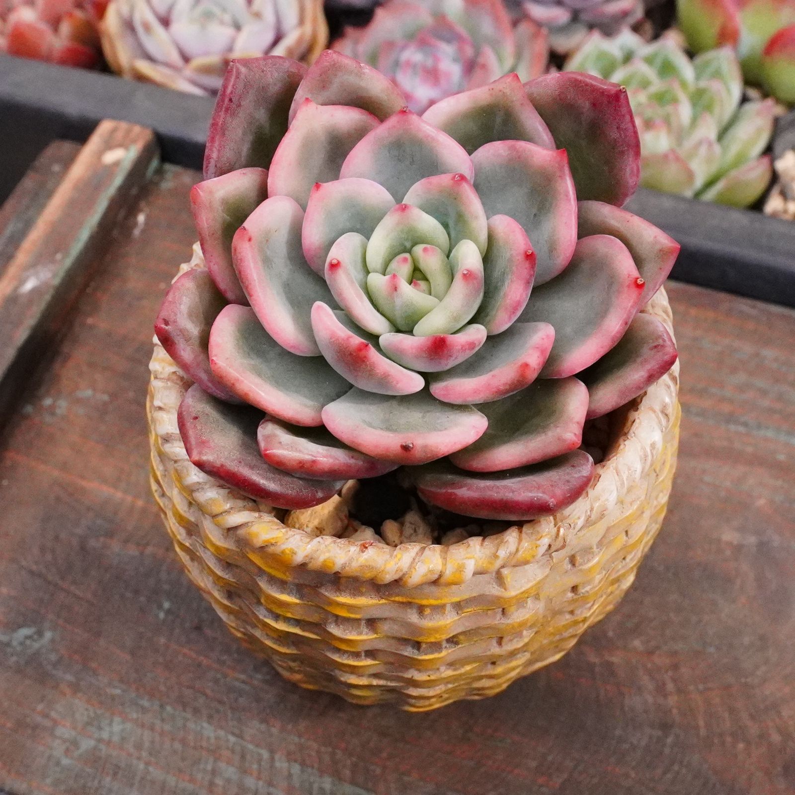 多肉植物　エケベリア・BlackPink斑入り BLACKFRIDAY15%OFF！※再入荷※【ピンクシャンペーン錦 2 】エケベリア