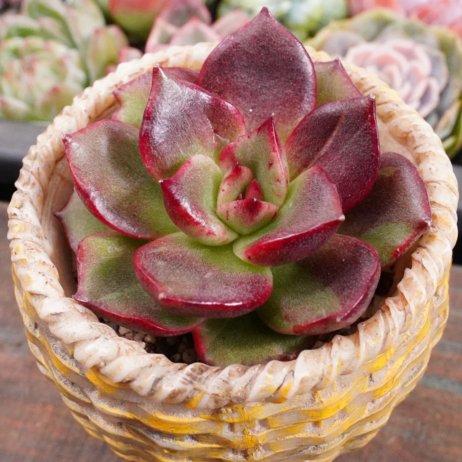 BLACKFRIDAY15%OFF！【タイガーマリア錦 】斑入り 韓国多肉 レア