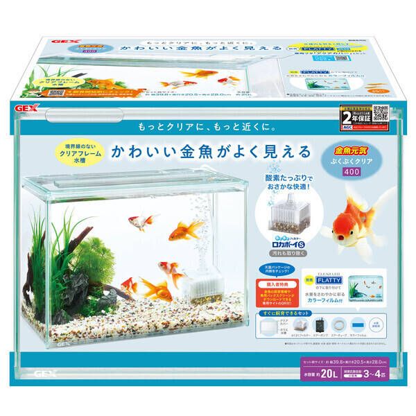 ユーカリ 苗 観葉植物 ギンマルバ 【公式通販】