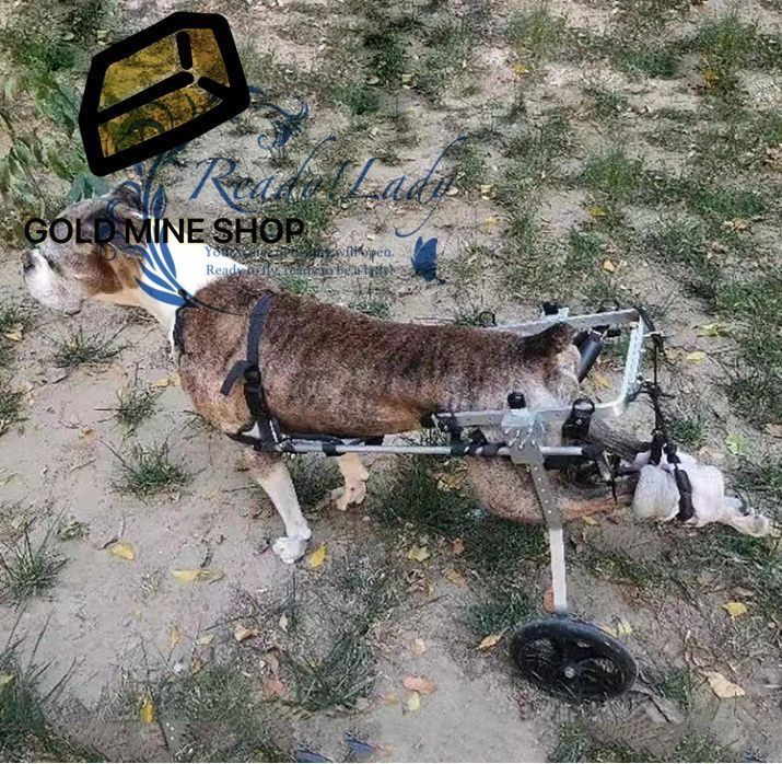 障害のあるペットの後足リハビリ 2輪