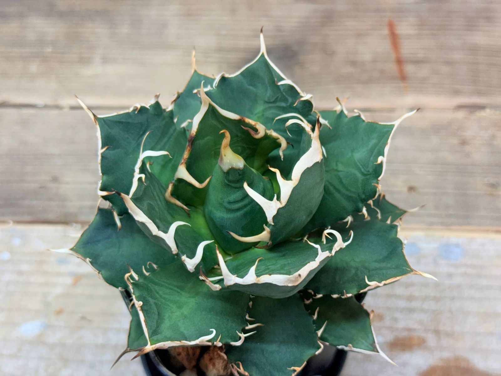 アガベ 鬼爪 【発根済】 アガベ agave titanota チタノタ『皮卡丘 鬼爪