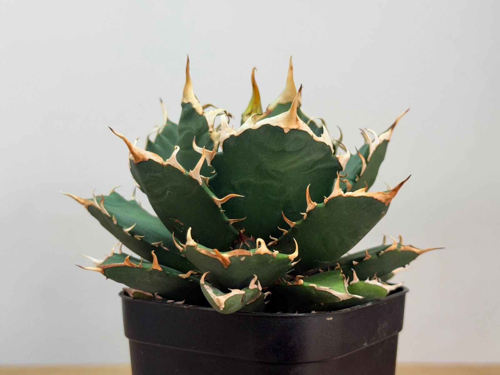 アガベ 鬼爪 発根済 2025，豊富な 鬼爪発根済み アガベ チタノタ