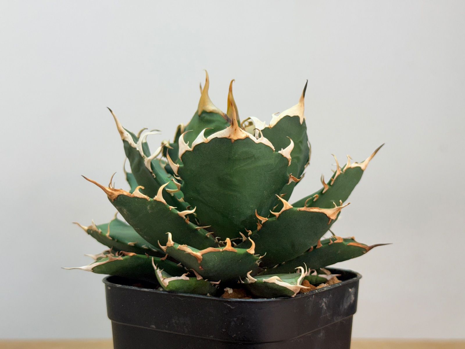 アガベ 鬼爪 【発根済】 アガベ チタノタ 