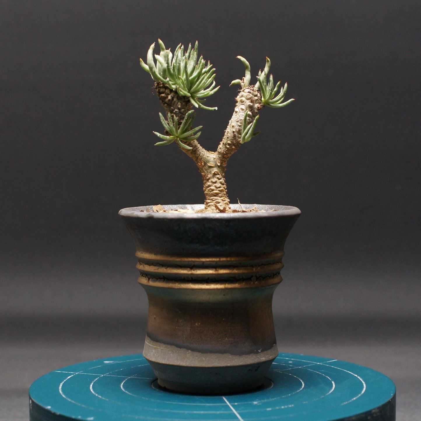 チレコドン ペアルソニー 【白象】 