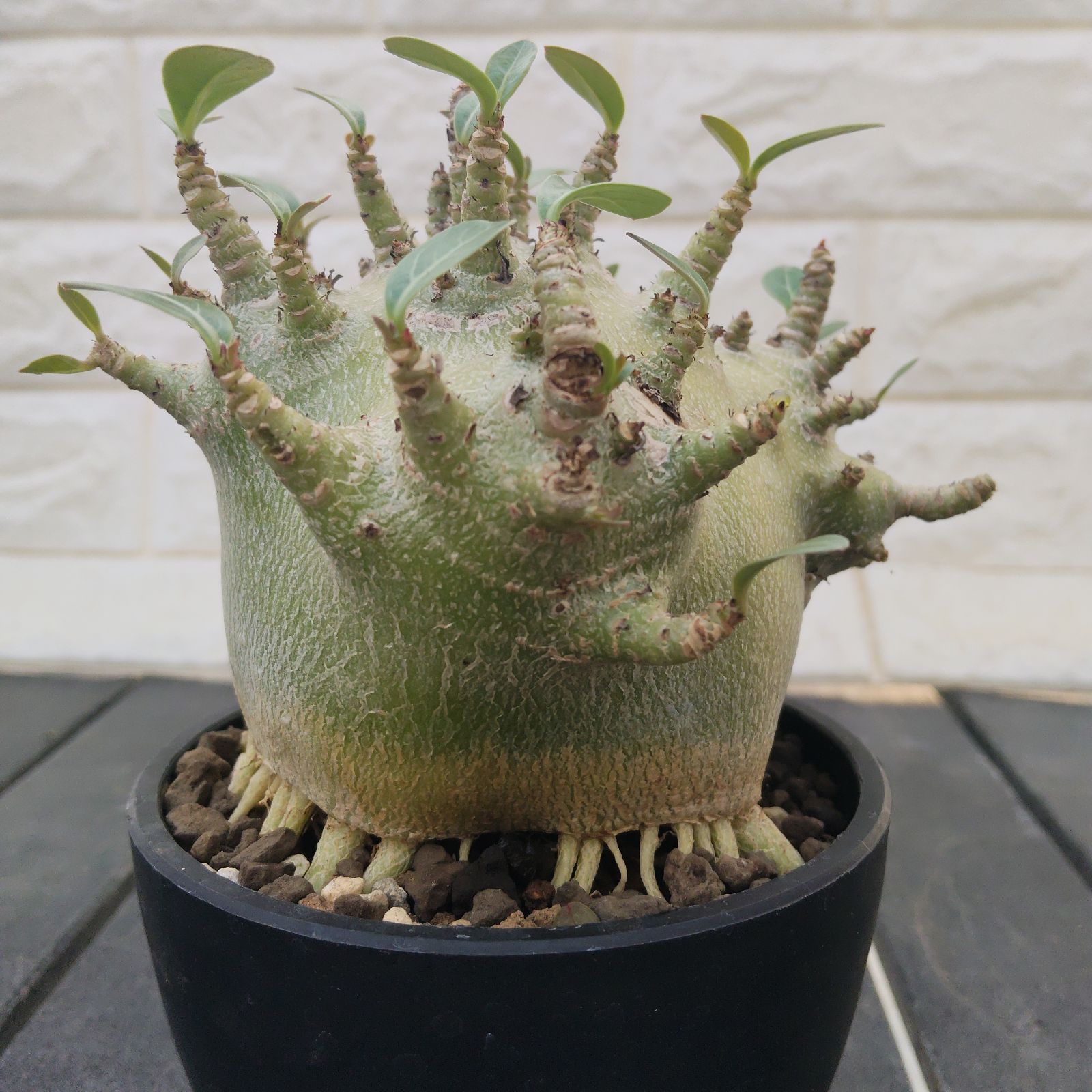 a34 アデニウム ドワーフ タコ足 塊根植物 コーデックス アラビカム