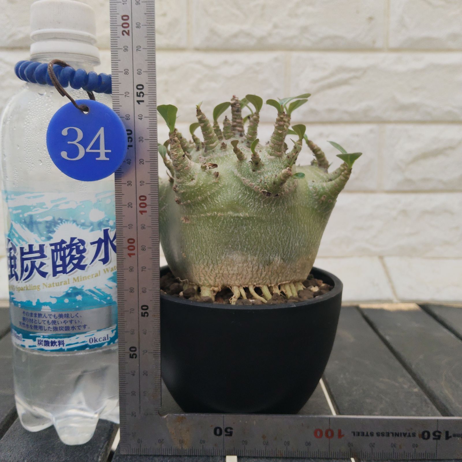 a34 アデニウム ドワーフ タコ足 塊根植物 コーデックス アラビカム a34 アデニウム ドワーフ タコ足 塊根植物 コーデックス アラビカム