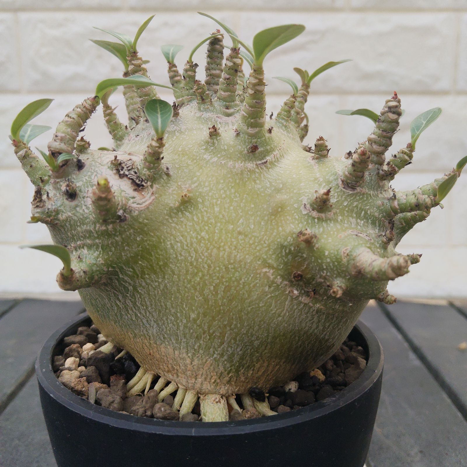 a26 アデニウム ドワーフ タコ足 塊根植物 コーデックス アラビカム a34 アデニウム ドワーフ タコ足 塊根植物 コーデックス アラビカム