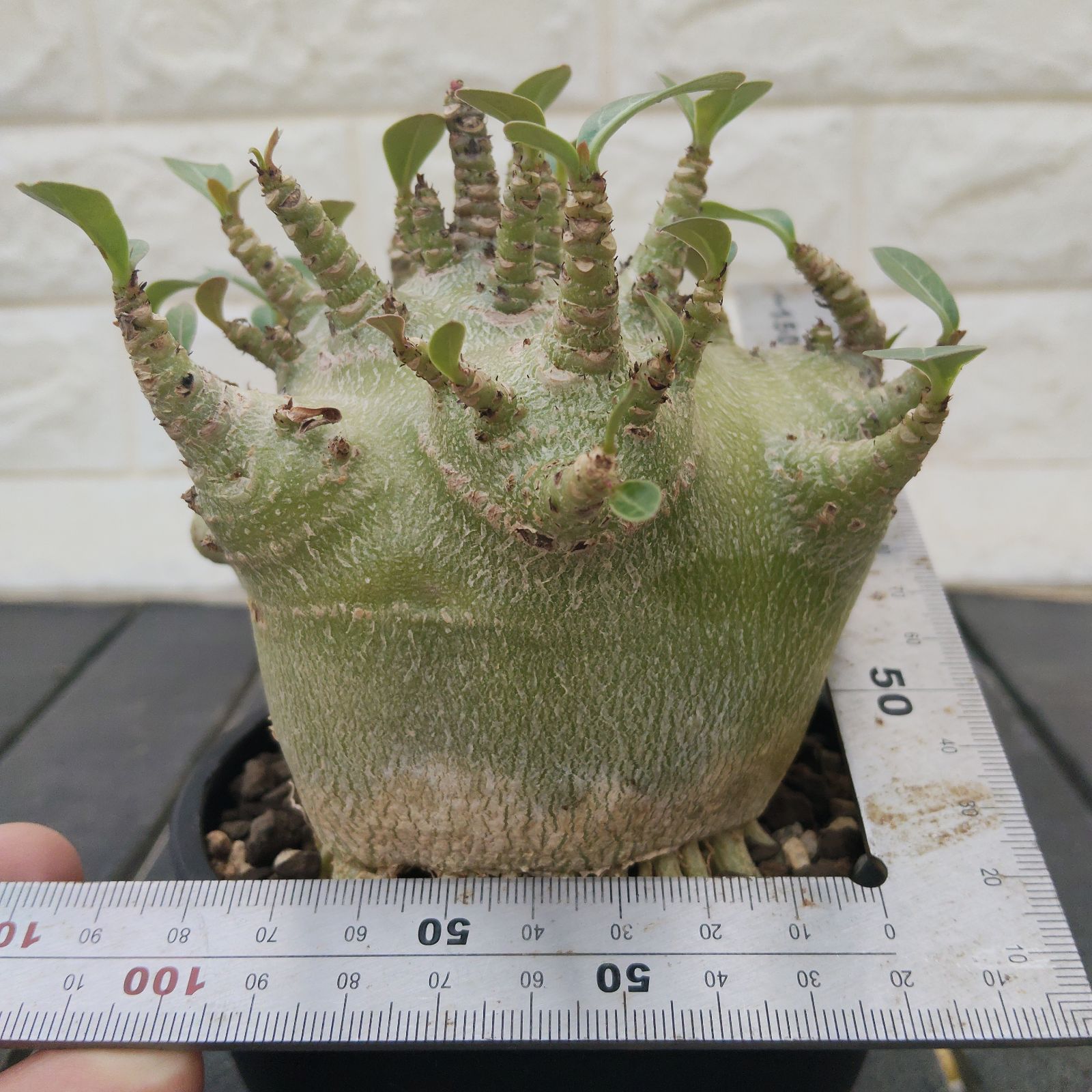 a34 アデニウム ドワーフ タコ足 塊根植物 コーデックス アラビカム