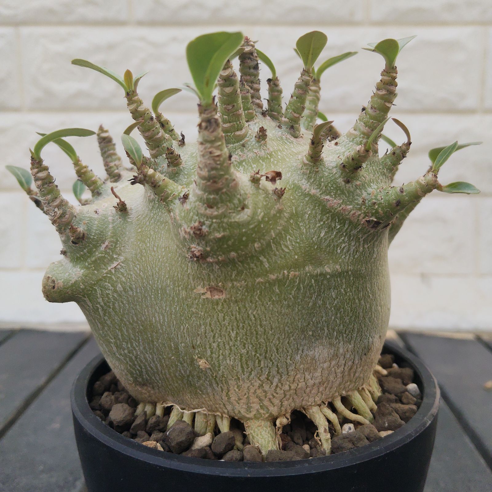 a34 アデニウム ドワーフ タコ足 塊根植物 コーデックス アラビカム