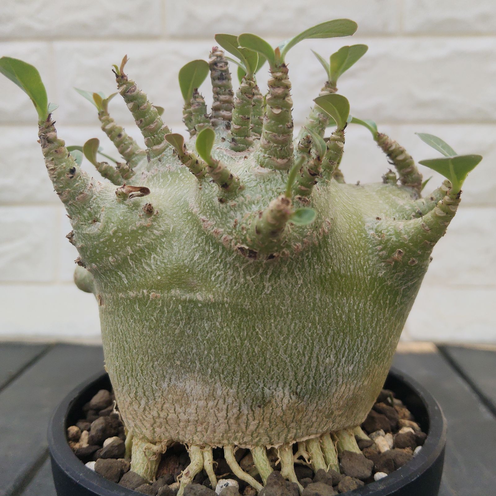 a34 アデニウム ドワーフ タコ足 塊根植物 コーデックス アラビカム a34 アデニウム ドワーフ タコ足 塊根植物 コーデックス アラビカム