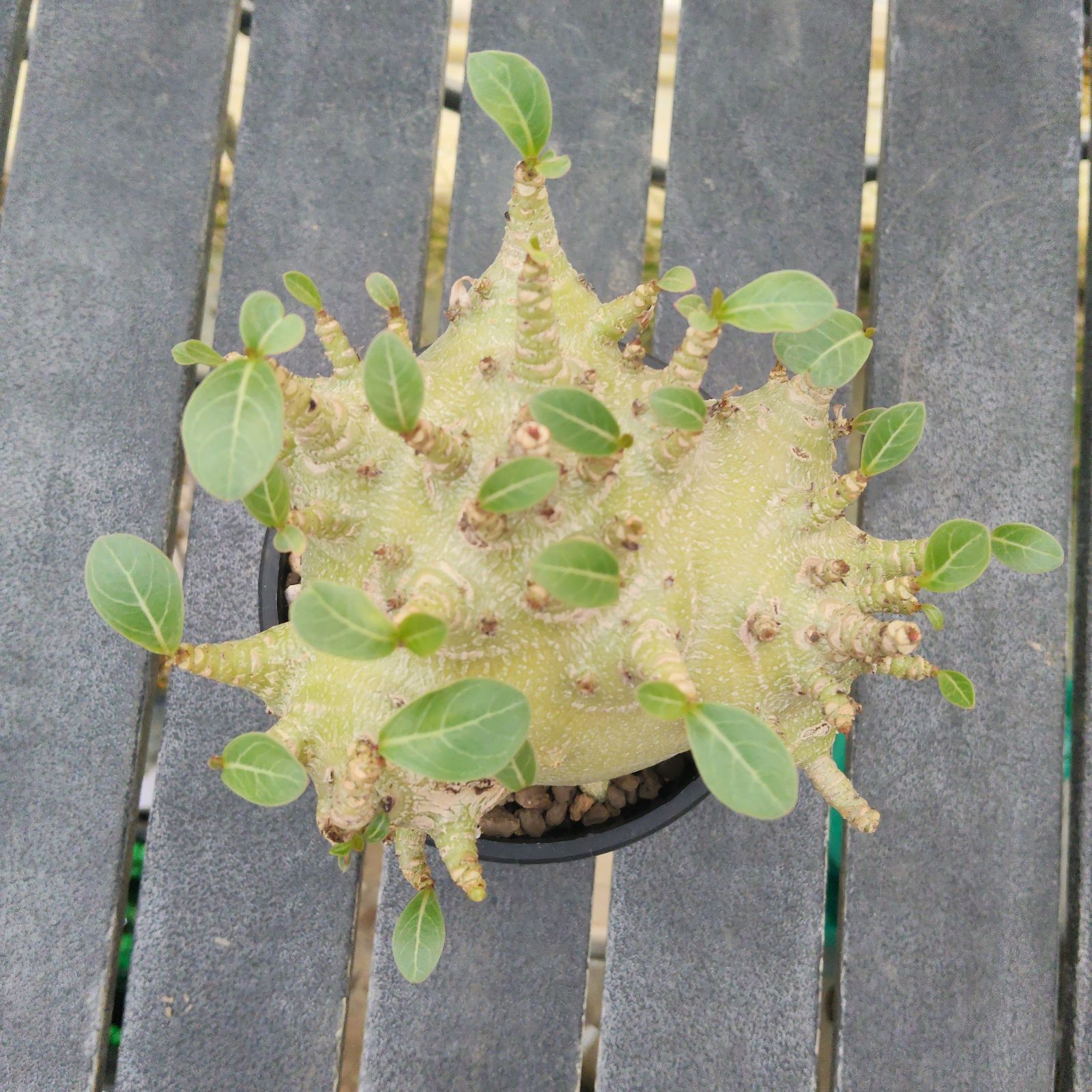 a34 アデニウム ドワーフ タコ足 塊根植物 コーデックス アラビカム