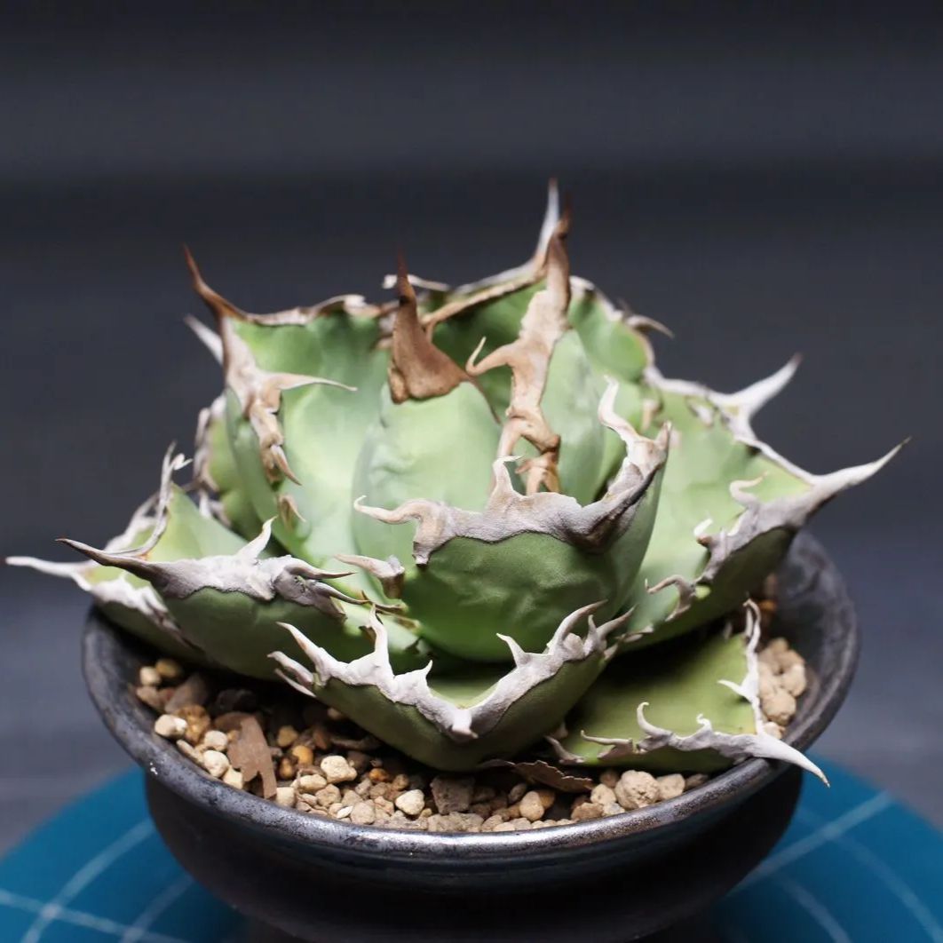 F9382☆注目株☆SS級極上 大株！！超希少 【F9815】【超希少 チタノタ】