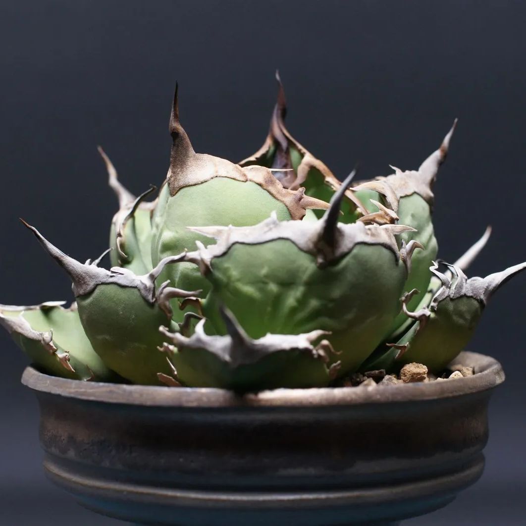 アガベ チタノタ 狂戦士 agave titanota 管理2440