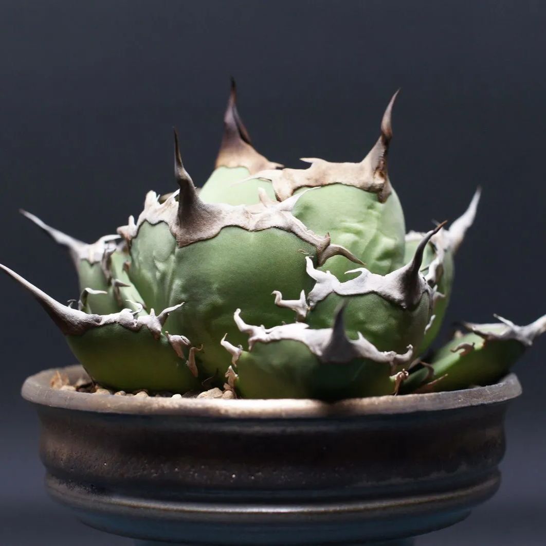  アガベ チタノタ 狂戦士 agave titanota 管理2440 アガベ 観葉植物