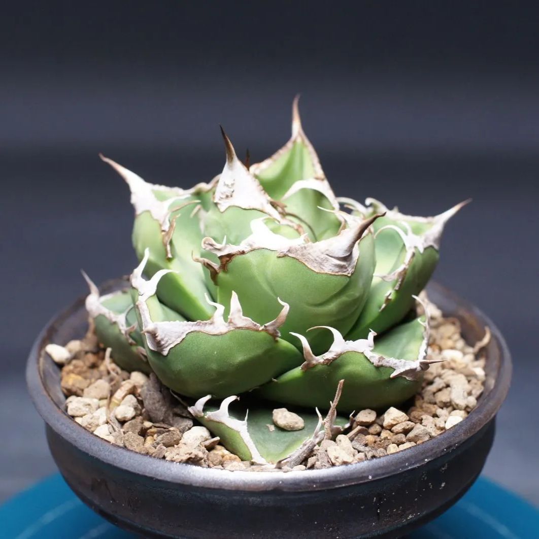 アガベ チタノタ