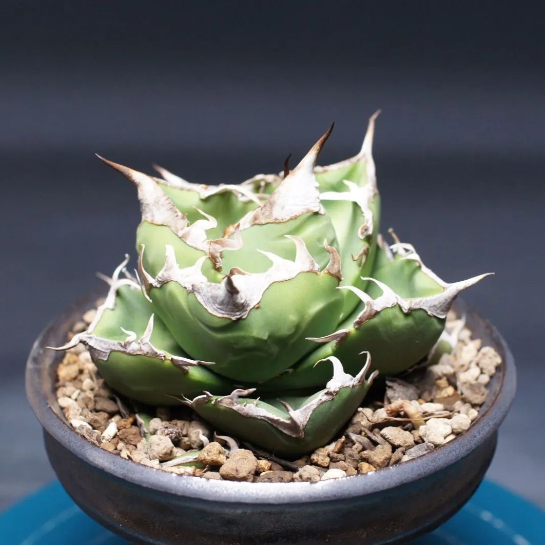  アガベ チタノタ SAD agave titanota 管理2441 アガベ 観葉植物