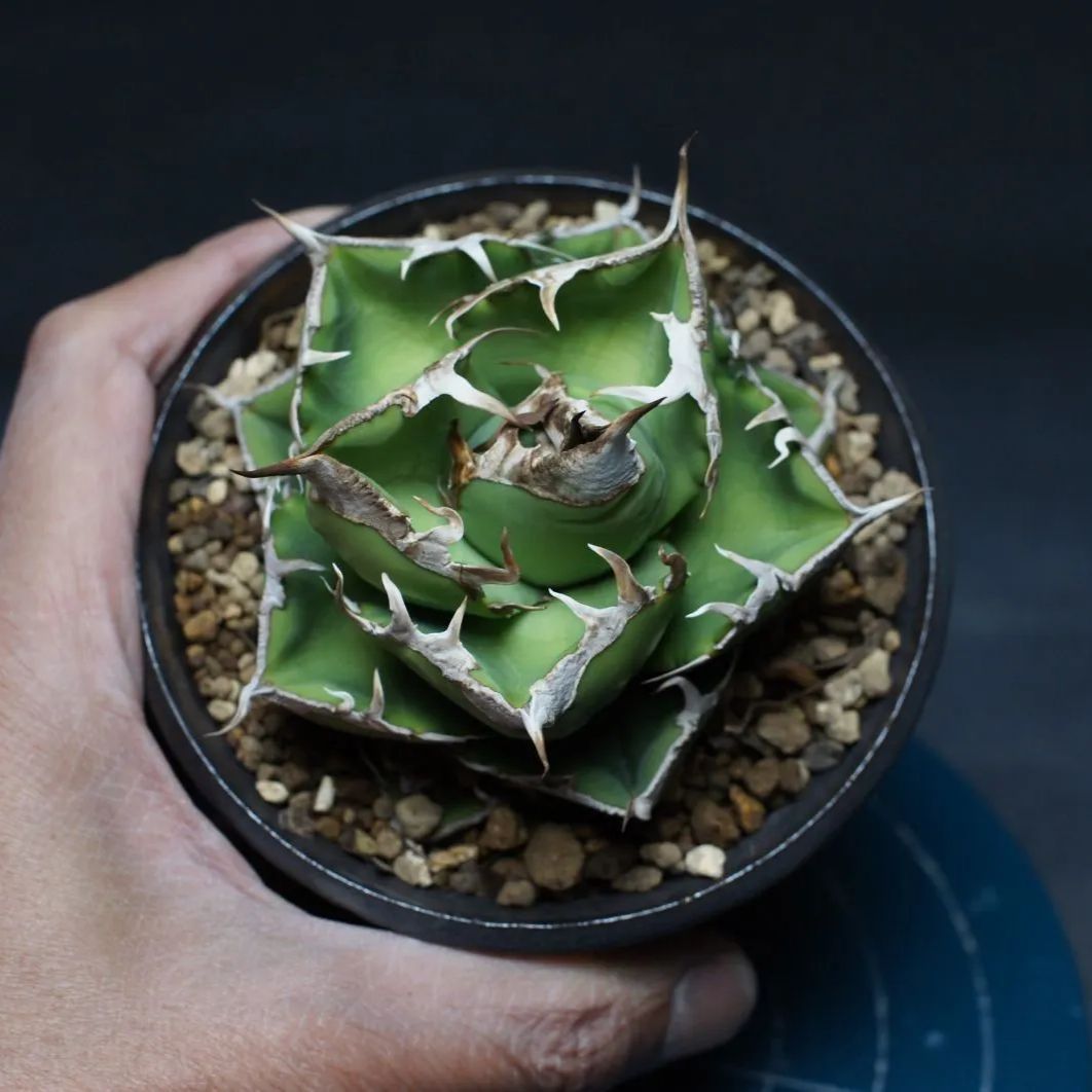 アガベ チタノタ