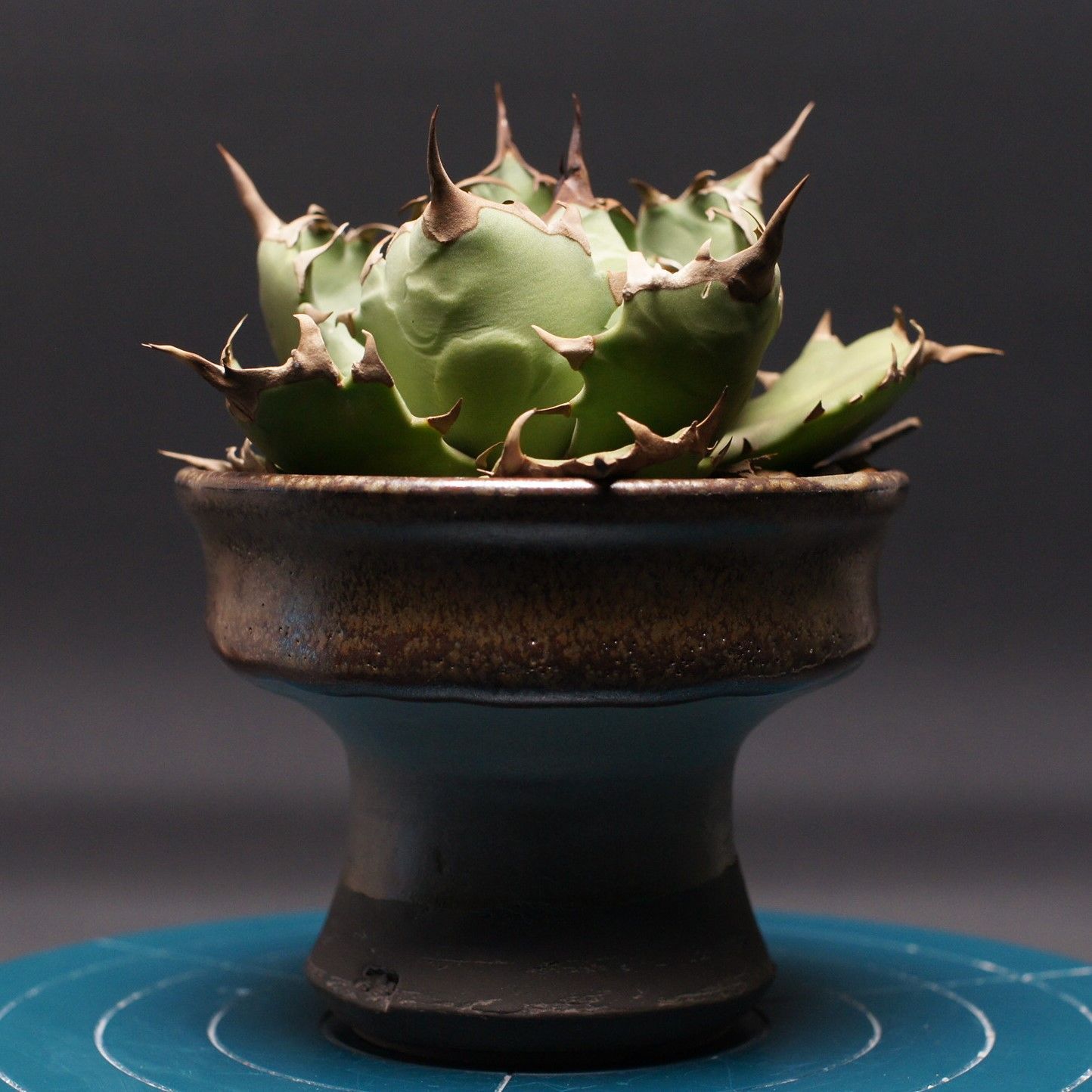 アガベ チタノタ ドワーフ agave titanota 管理2442