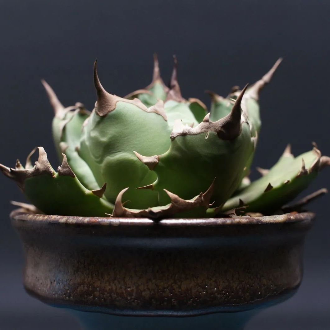 アガベ チタノタ ドワーフ agave titanota 管理2442