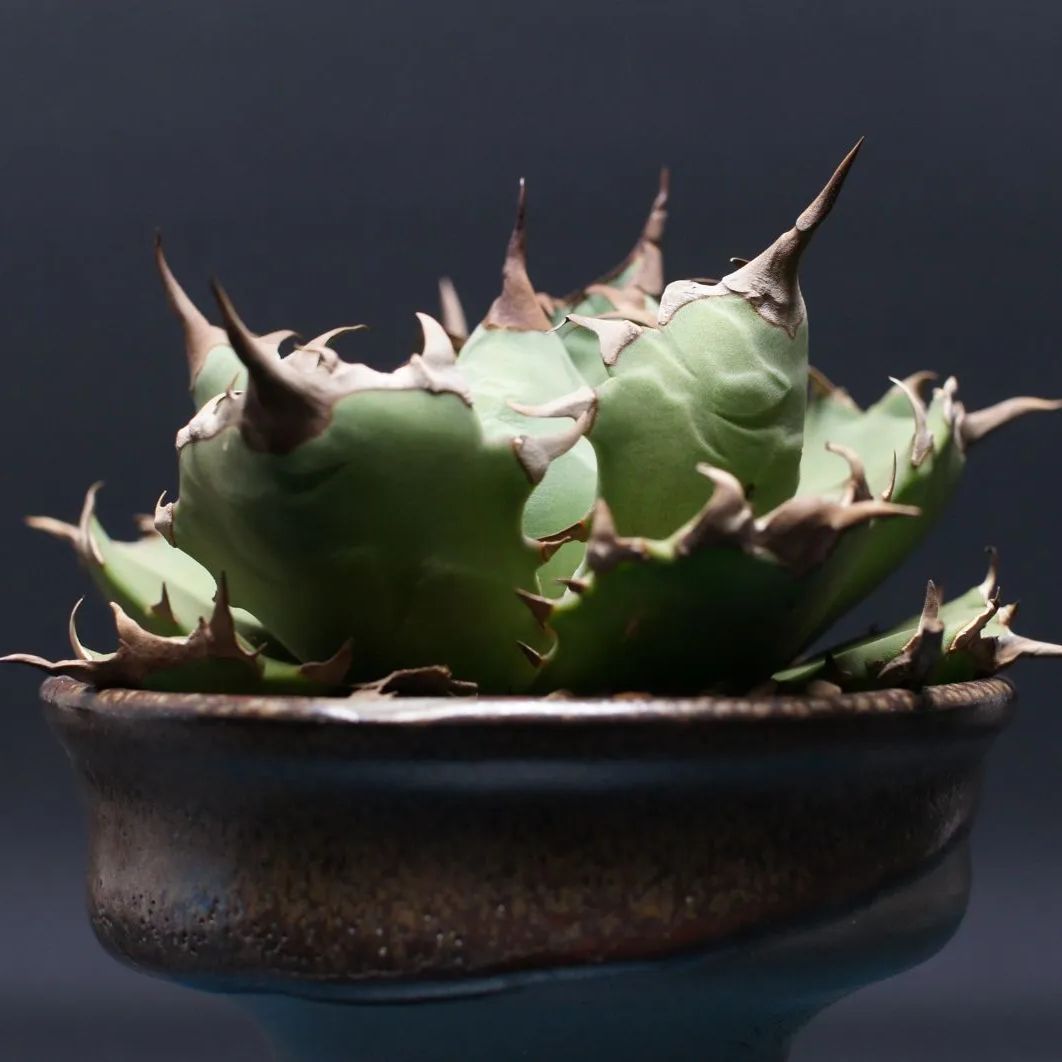 アガベ チタノタ