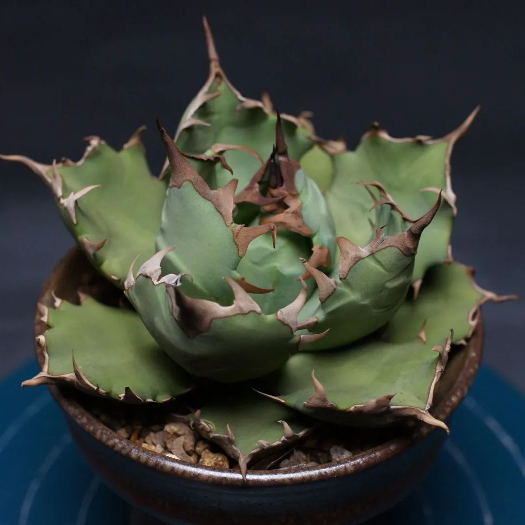 アガベ チタノタ